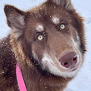 Aurora joined the competition — help win amazing prizes! dog, brown_dog, blue_eyes, snow, snowflakes, close_up, outdoor, winter, fur, canine, pet, pink_harness, portrait, animal, cute, fluffy, nose, ears, looking_up, cold_weather