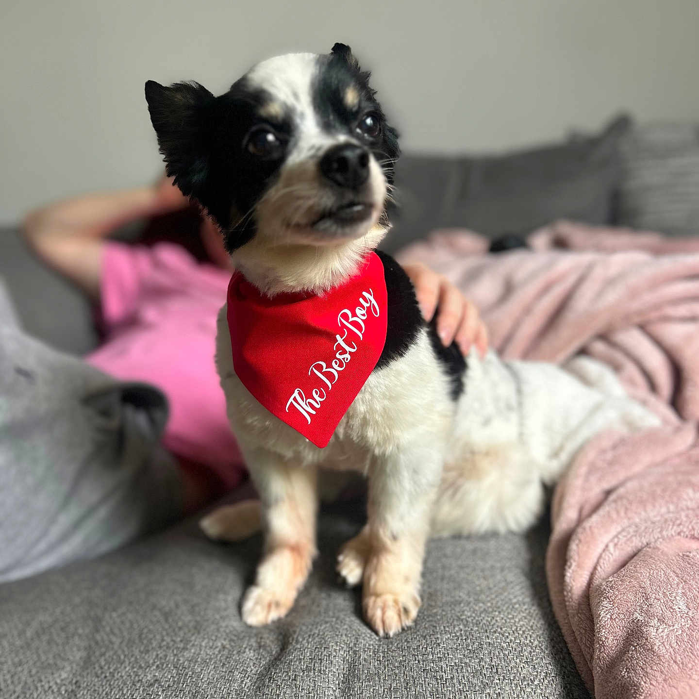 Murphy joined the competition — help win amazing prizes! accessories, animal, architecture, baby, bandana, building, canine, couch, cushion, dog, furniture, headband, homedecor, indoors, livingroom, person, pet, puppy, room, strap