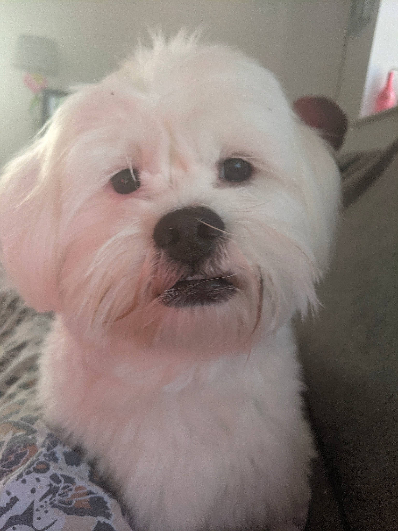 Bow is registered to the contest to win money with this photo: canidae, carnivore, companion_dog, dog, dog_breed, fur, mal_shi, maltepoo, non_sporting_group, small_terrier, snout, sporting_group, terrier, toy_dog, whiskers, working_animal