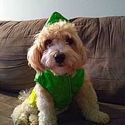 Ruth is registered to the contest to win money with this photo: dog, pet, couch, indoor, green_raincoat, fluffy, small_dog, cute, fur, sitting, looking, animal, companion, domestic_animal, cozy, portrait, furniture, household, adorable, curious