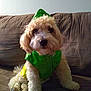 dog, pet, couch, indoor, green_raincoat, fluffy, small_dog, cute, fur, sitting, looking, animal, companion, domestic_animal, cozy, portrait, furniture, household, adorable, curious