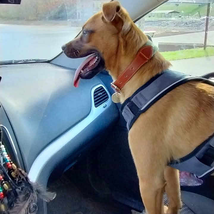 Camphor is registered to the contest to win money with this photo: beige_dog, canine, car, car_interior, collar, dashboard, daylight, dog, happy_dog, harness, interior, leather_collar, looking_out, pet, road_trip, seat, tongue_out, travel, vehicle, window