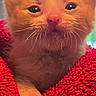 Juniper joined the competition — help win amazing prizes! adorable, animal, baby_animal, cat, close_up, cute, face, feline, fur, indoor, kitten, mammal, orange_cat, paw, pet, red_towel, sleepy, small, whiskers, young