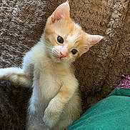 Juniper is registered to the contest to win money with this photo: animal, baby, blanket, cat, cozy, curious, cute, ears, fur, indoor, kitten, lying_down, orange, paw, pet, resting, texture, whiskers, white, young
