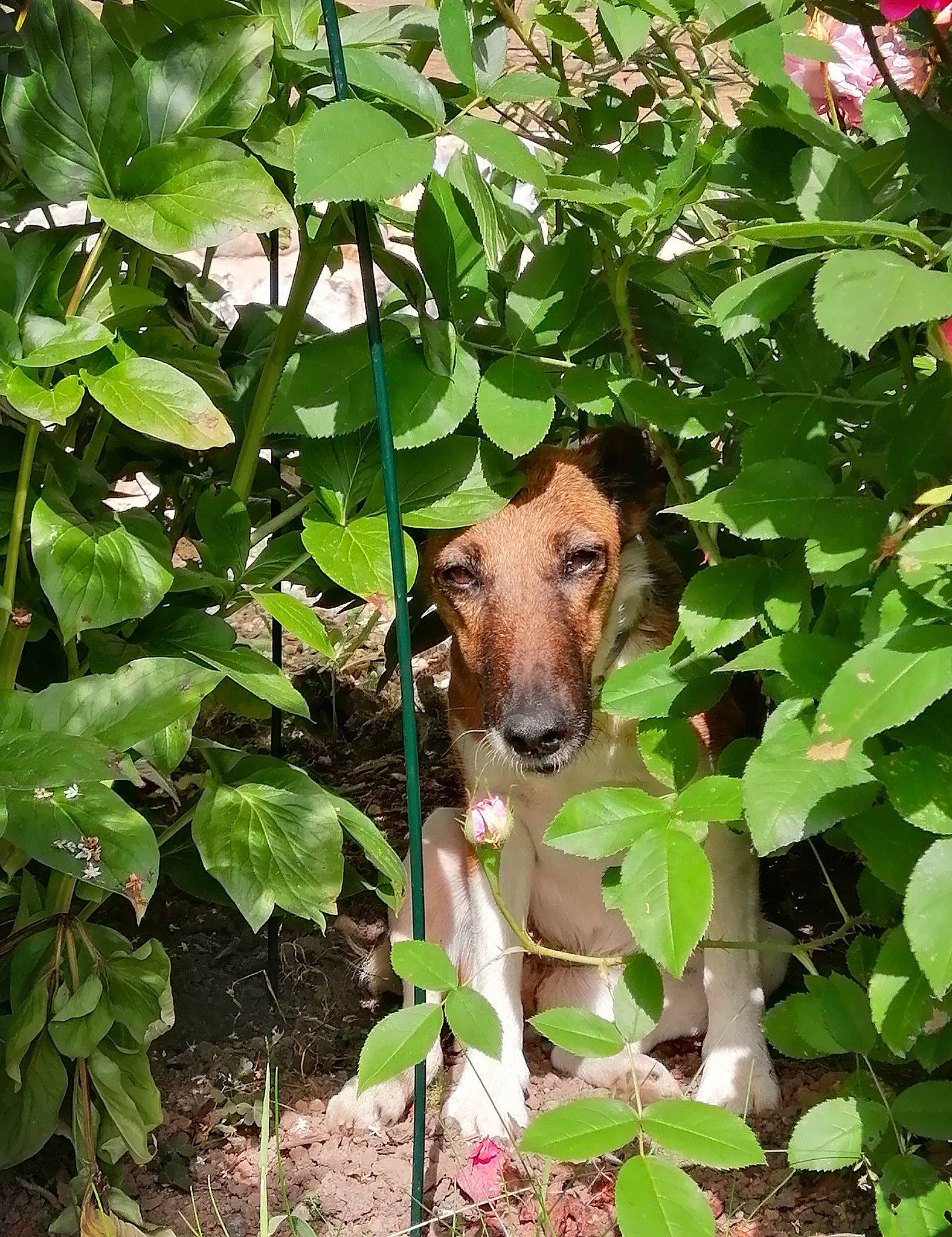 Mélisse a rejoint le concours — aidez-le/la à gagner de superbes lots ! biome, botany, carnivore, fawn, flowering_plant, grass, groundcover, herb, leaf, natural_material, plant, plant_community, shrub, snout, terrestrial_animal, terrestrial_plant, tree, trunk, wildlife, working_animal