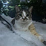 Bonita is registered to the contest to win money with this photo: cat, animal, pet, feline, christmas_tree, holiday, indoor, fluffy, fur, cute, whiskers, relaxed, cozy, decorations, greenery, lighting, curious, closeup, laying, soft