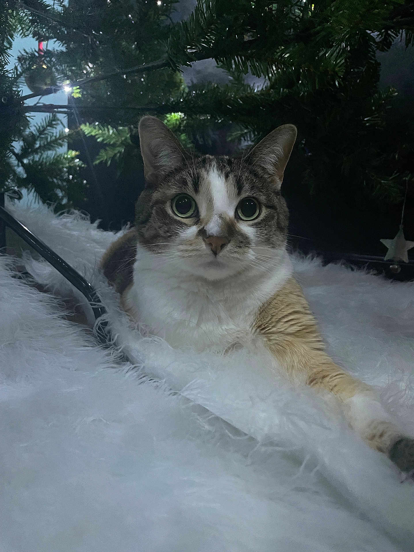 Bonita is registered to the contest to win money with this photo: cat, animal, pet, feline, christmas_tree, holiday, indoor, fluffy, fur, cute, whiskers, relaxed, cozy, decorations, greenery, lighting, curious, closeup, laying, soft