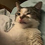 cat, close_up, blur, funny_face, pet, indoor, bed, pillow, fur, whiskers, animal, sleepy, cute, tabby, white_fur, grey_fur, tongue_out, one_eye_closed, relaxed, domestic_cat
