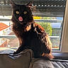 Juna a rejoint le concours — aidez-le/la à gagner de superbes lots ! animal, black_cat, cat, couch, cozy, curious, daylight, domestic, feline, fluffy_fur, home, indoor, pet, relaxed, shadow, sitting, sunlight, tongue_out, window, yellow_eyes