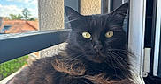 Juna a rejoint le concours — aidez-le/la à gagner de superbes lots ! animal, balcony, black_cat, blue_sky, building, cat, closeup, clouds, domestic_animal, feline, fur, outdoor, pet, portrait, railing, relaxing, sunlight, whiskers, window, yellow_eyes
