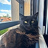 animal, balcony, black_cat, blue_sky, building, cat, closeup, clouds, domestic_animal, feline, fur, outdoor, pet, portrait, railing, relaxing, sunlight, whiskers, window, yellow_eyes