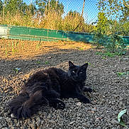 Juna a rejoint le concours — aidez-le/la à gagner de superbes lots ! animal, black_cat, blue_sky, cat, daytime, ears, fence, fluffy, garden, greenery, mammal, nature, outdoor, pet, plant, relaxing, soil, sunlight, tail, whiskers