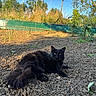 animal, black_cat, blue_sky, cat, daytime, ears, fence, fluffy, garden, greenery, mammal, nature, outdoor, pet, plant, relaxing, soil, sunlight, tail, whiskers