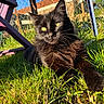 animal, black_cat, cat, closeup, daylight, domestic_cat, fence, fur, grass, house, mammal, nature, outdoor, pet, portrait, relaxing, resting, sunlight, whiskers, yellow_eyes