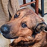 dog, brown_dog, close_up, portrait, pet, canine, fur, brown_fur, black_nose, expressive_eyes, side_eye, indoors, blanket, chair, wooden_furniture, floor, cozy, animal, photography, funny