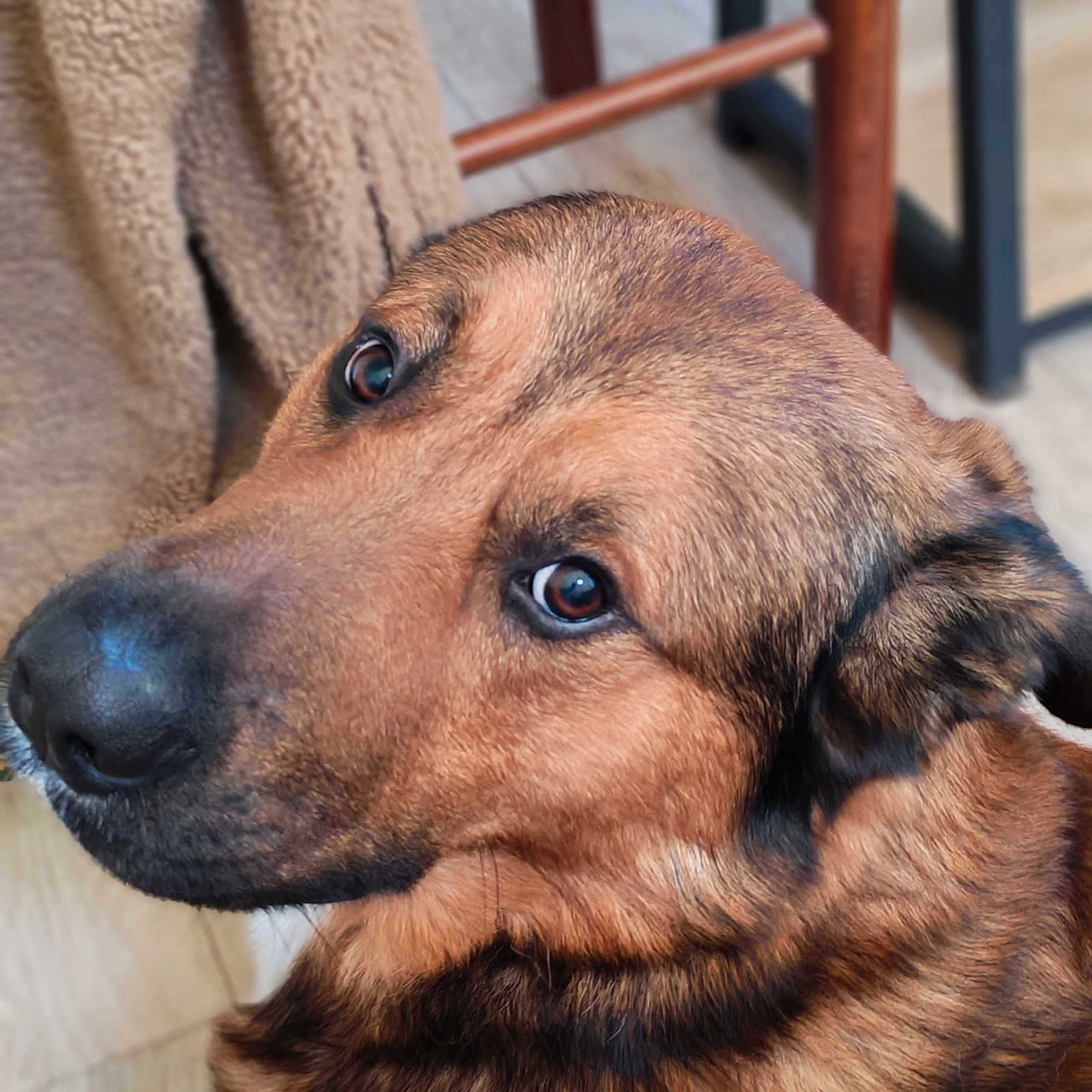 Volt participe au concours pour gagner de l'argent avec cette photo : dog, brown_dog, close_up, portrait, pet, canine, fur, brown_fur, black_nose, expressive_eyes, side_eye, indoors, blanket, chair, wooden_furniture, floor, cozy, animal, photography, funny