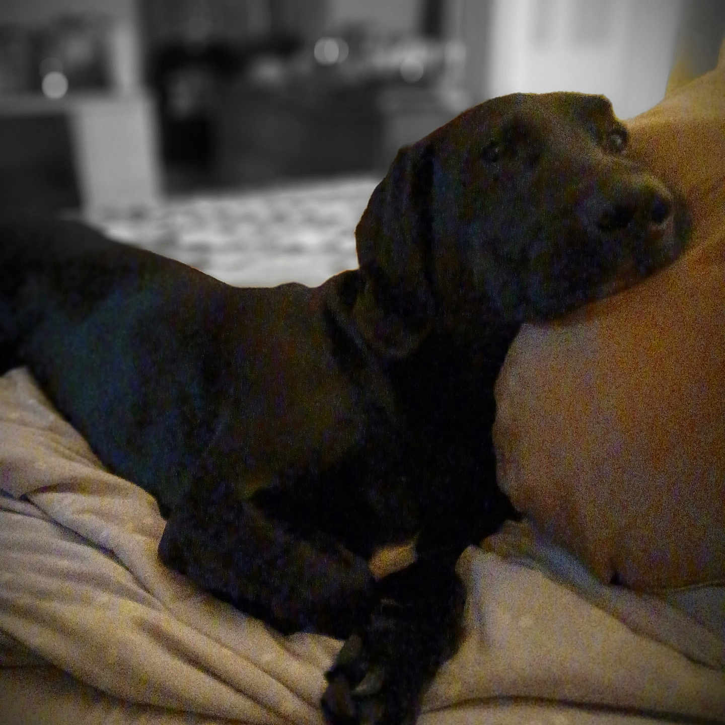 Smokey is registered to the contest to win money with this photo: animal, architecture, canine, chair, cockerspaniel, computer, computerhardware, computerkeyboard, couch, dog, electronics, furniture, hardware, hound, labradorretriever, laptop, pc, pet, pointer, puppy