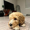 animal, canine, close_up, cute, dog, domestic, floor, fluffy, furniture, golden, indoor, living_room, lying_down, mirror, pet, puppy, relaxed, television, wooden_floor, young