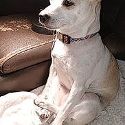Tootsy joined the competition — help win amazing prizes! dog, pet, white_dog, tan_dog, collar, blanket, leather_chair, indoor, sitting, calm, cute, animal, fur, paw, nose, ears, light, shadow, resting, domestic