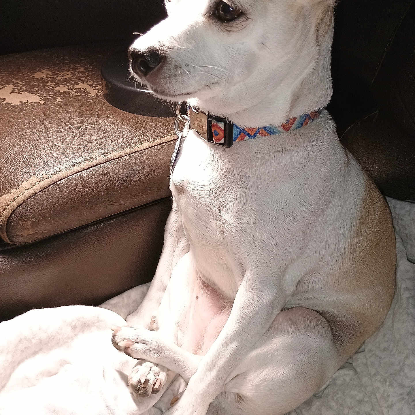 Tootsy joined the competition — help win amazing prizes! animal, blanket, calm, collar, cute, dog, domestic, ears, fur, indoor, leather_chair, light, nose, paw, pet, resting, shadow, sitting, tan_dog, white_dog