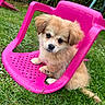 puppy, dog, grass, pink_chair, plastic_chair, outdoor, cute, animal, pet, water_droplets, greenery, small_dog, fur, sitting, playful, nature, adorable, young_animal, garden, daylight