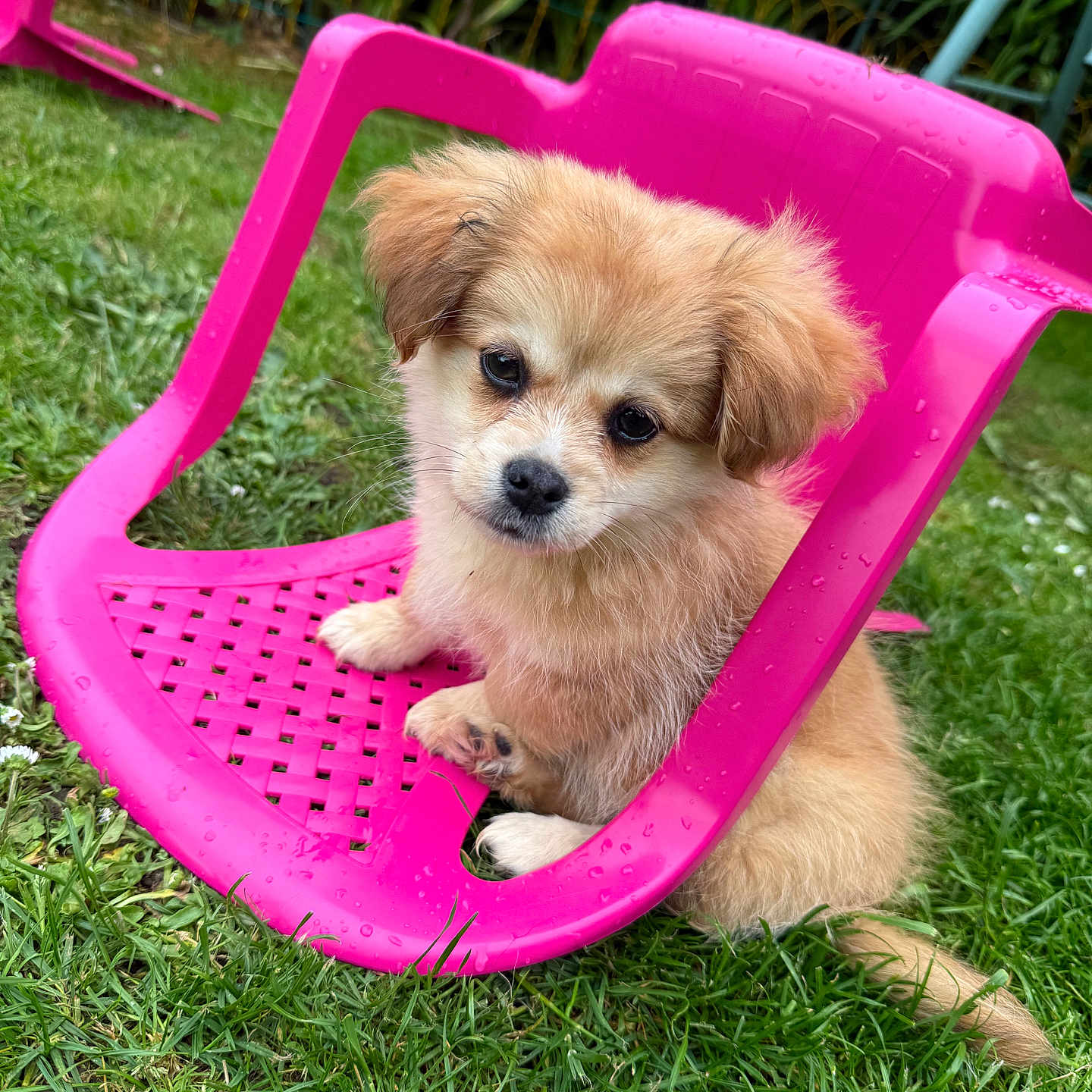 Simba