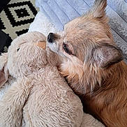 Lucky a rejoint le concours — aidez-le/la à gagner de superbes lots ! dog, stuffed_animal, bunny, plush, furry, pet, snuggling, blanket, cozy, indoor, fur, small_dog, ears, resting, cute, companion, home, comfort, relaxation, animal