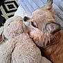 dog, stuffed_animal, bunny, plush, furry, pet, snuggling, blanket, cozy, indoor, fur, small_dog, ears, resting, cute, companion, home, comfort, relaxation, animal