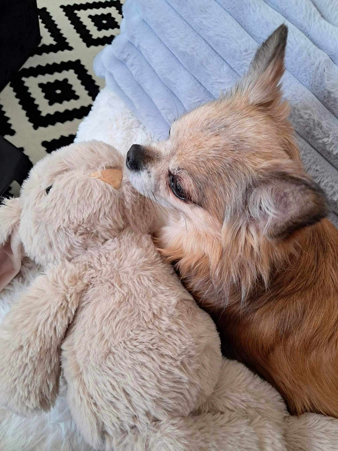 Lucky a rejoint le concours — aidez-le/la à gagner de superbes lots ! dog, stuffed_animal, bunny, plush, furry, pet, snuggling, blanket, cozy, indoor, fur, small_dog, ears, resting, cute, companion, home, comfort, relaxation, animal