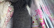Princess joined the competition — help win amazing prizes! bed, bedding, cat, cozy, cute, floral_blanket, fur, gray_cat, indoor, kitten, lying_down, pet, pink_nose, raised_paw, sleeping, stretched, sunlight, whiskers, white_paws, window