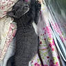 kitten, cat, gray_cat, white_paws, sleeping, lying_down, stretched, raised_paw, pink_nose, whiskers, fur, floral_blanket, bed, bedding, window, sunlight, indoor, cozy, cute, pet