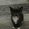 Princess joined the competition — help win amazing prizes! kitten, cat, tuxedo_cat, black_and_white, animal, pet, feline, face, eyes, whiskers, ears, paws, white_chest, sitting, indoors, wooden_floor, flooring, portrait, closeup, cute