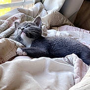 Princess is registered to the contest to win money with this photo: cat, kitten, tuxedo_cat, animal, pet, bed, blanket, bedding, bedroom, window, curtains, sunlight, indoors, lounging, lying_down, fluffy, black_and_white, whiskers, relaxed, cozy