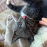 Princess is registered to the contest to win money with this photo: cat, gray_cat, pet, animal, upside_down, lying_down, tongue_out, whiskers, green_eyes, black_fur, white_paws, relaxed, playful, cute, hand, petting, blanket, bed, indoor, close_up