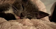 Princess joined the competition — help win amazing prizes! cat, sleeping, gray_cat, pet, animal, feline, whiskers, ears, closed_eyes, nose, face, fur, blanket, plush, cozy, indoors, bed, warm_lighting, relaxed, portrait