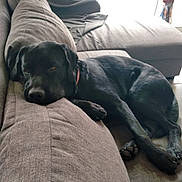 Paddington a rejoint le concours — aidez-le/la à gagner de superbes lots ! dog, black_dog, pet, animal, couch, sofa, living_room, indoors, sleeping, lying_down, relaxed, resting, black_fur, collar, paws, long_body, portrait, home, furniture, window