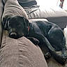 dog, black_dog, pet, animal, couch, sofa, living_room, indoors, sleeping, lying_down, relaxed, resting, black_fur, collar, paws, long_body, portrait, home, furniture, window