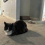 Olive joined the competition — help win amazing prizes! cat, indoor, carpet, shadow, plush_toy, litter_box, gray_cat, white_fur, pet, animal, feline, resting, home, floor, wall, corner, cozy, quiet, domestic, cute