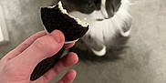 Olive is registered to the contest to win money with this photo: cat, hand, cookie, carpet, foot, black_and_white_cat, furry, pet, indoor, snack, blurry, close_up, food, animal, paw, human, skin, white_fur, black_fur, carpeted_floor