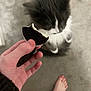 cat, hand, cookie, carpet, foot, black_and_white_cat, furry, pet, indoor, snack, blurry, close_up, food, animal, paw, human, skin, white_fur, black_fur, carpeted_floor