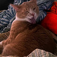 Butterbean joined the competition — help win amazing prizes! cat, orange_cat, licking, winking, cozy, blanket, fleece, indoor, pet, fur, resting, cute, sleepy, domestic_cat, closeup, animal, comfort, relaxed, warm, soft