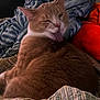 cat, orange_cat, licking, winking, cozy, blanket, fleece, indoor, pet, fur, resting, cute, sleepy, domestic_cat, closeup, animal, comfort, relaxed, warm, soft