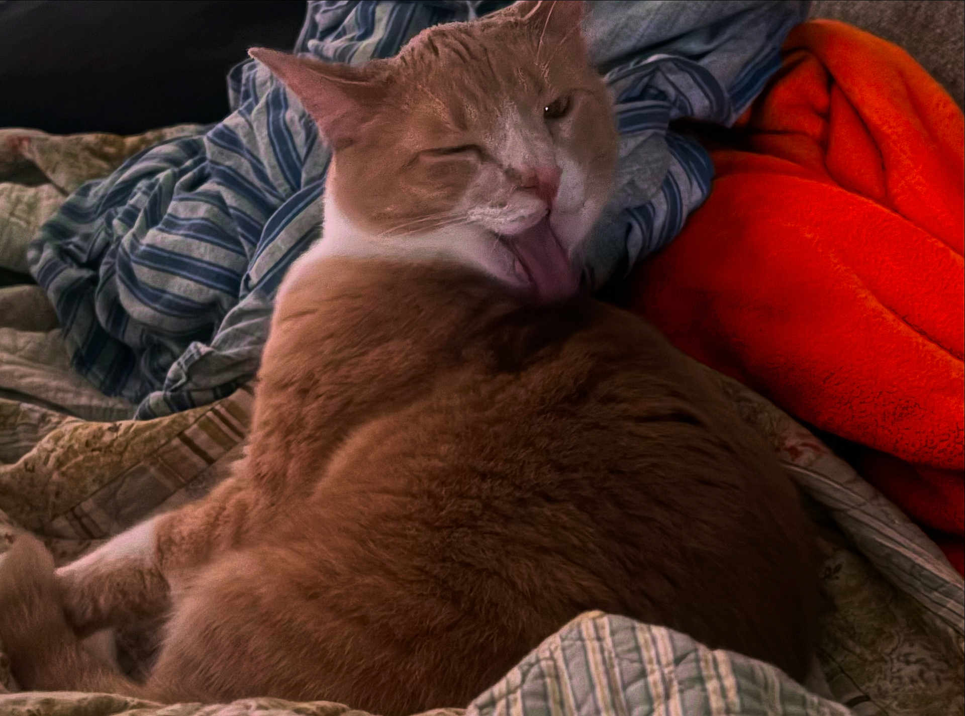 Butterbean joined the competition — help win amazing prizes! cat, orange_cat, licking, winking, cozy, blanket, fleece, indoor, pet, fur, resting, cute, sleepy, domestic_cat, closeup, animal, comfort, relaxed, warm, soft