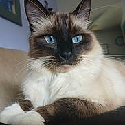 Harry Pawter joined the competition — help win amazing prizes! cat, siamese_cat, blue_eyes, fluffy_fur, close_up, indoor, couch, pet, animal, whiskers, relaxed, feline, portrait, domestic_cat, household, fur, muzzle, paw, home, resting