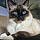 Harry Pawter