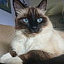cat, siamese_cat, blue_eyes, fluffy_fur, close_up, indoor, couch, pet, animal, whiskers, relaxed, feline, portrait, domestic_cat, household, fur, muzzle, paw, home, resting