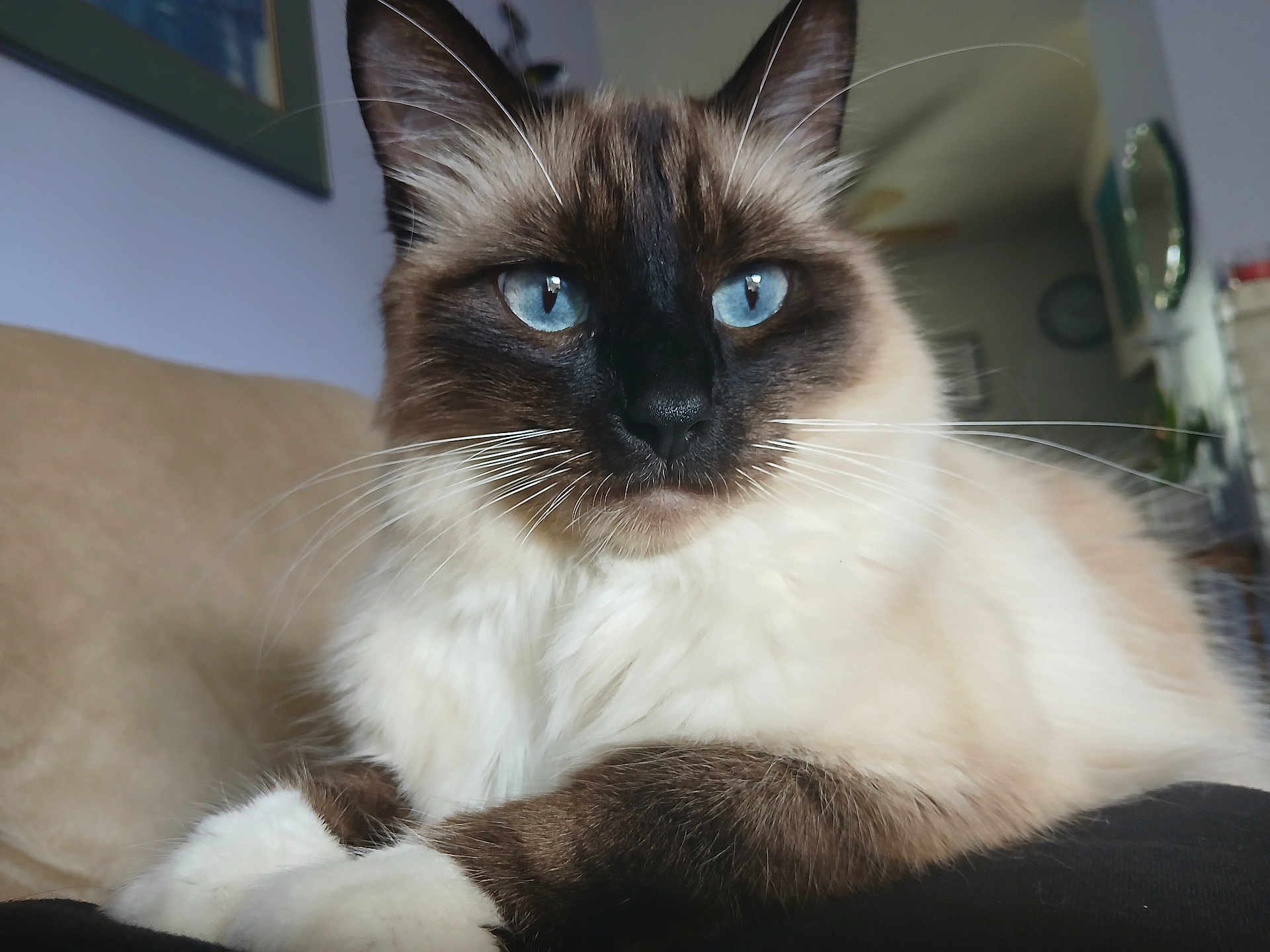 Harry Pawter joined the competition — help win amazing prizes! cat, siamese_cat, blue_eyes, fluffy_fur, close_up, indoor, couch, pet, animal, whiskers, relaxed, feline, portrait, domestic_cat, household, fur, muzzle, paw, home, resting