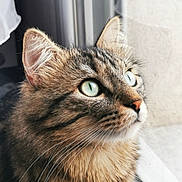 Simba a rejoint le concours — aidez-le/la à gagner de superbes lots ! cat, tabby, close_up, green_eyes, whiskers, fur, pet, animal, indoor, window, profile, looking_up, cute, domestic_cat, mammal, face, ears, nose, soft_light, curious