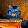 cat, tabby, fluffy, green_eyes, wooden_wall, ledges, indoor, curious, pet, feline, animal, warm_lighting, close_up, portrait, cozy, whiskers, ears, fur, looking, cute