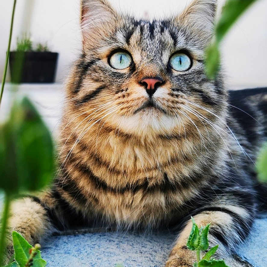 Simba participe au concours pour gagner de l'argent avec cette photo : animal, blue_eyes, blurred_background, cat, closeup, curious, feline, flower, fur, greenery, nature, outdoor, paw, pet, plant, relaxed, stone_surface, tabby, whiskers, window
